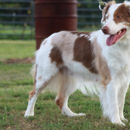 Kemp - Australian Shepherd