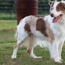 Kemp - Australian Shepherd