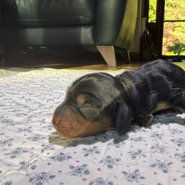 Dachshund Puppies from Little Doxie Farm