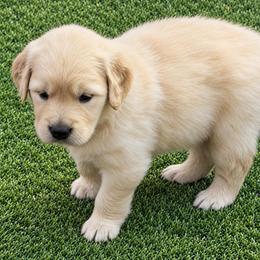 3rd pick girl - Golden female Golden Retriever puppy in Fresno, California from Warwick’s Central California Goldens