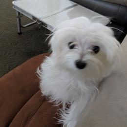 Happy Girl - White female Maltese puppy in Las Vegas, Nevada from Puppy Van