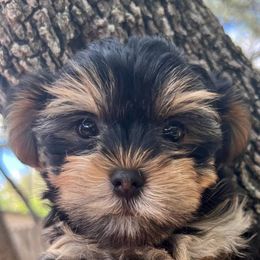 Yorkshire Terriers from Gina's Yorkshire Terriers