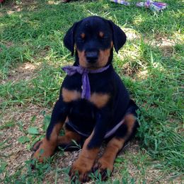 Doberman Pinscher Puppies from Rangewood Kennel