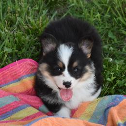 Pembroke Welsh Corgi Puppies from Willow Creek Corgis