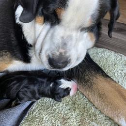 Greater Swiss Mountain Dog Puppies from Woodland Swissie’s
