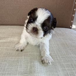 Pink - Tricolor female Shih Tzu puppy in Bullhead City, Arizona from Arizona Shih Tzu Land