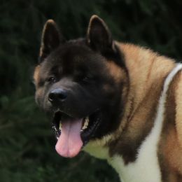 Asa - Akita