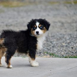 Kisa- Pink Collar - Black tri-color female Australian Shepherd puppy in Prineville, Oregon from KC’s Aussies