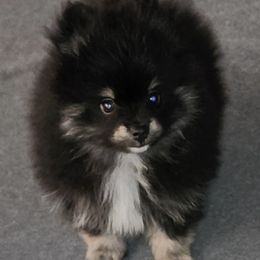 Tia boy 1 - Black and tan male Pomeranian puppy in Turnersville, New Jersey from MK Exquisite Poms