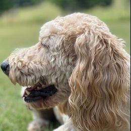 Maverick - Goldendoodle