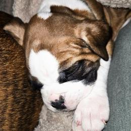 DARK GREEN COLLAR - Fawn male Boxer puppy in Gloucester, Virginia from Keen Boxers