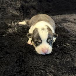 FRANCESCA (FRANNIE) - Black and tan female Pembroke Welsh Corgi puppy in Drain, Oregon from Sunnydale Corgis