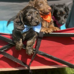 Dachshund Puppies from Sissy’s Miniature Dachshunds