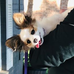 Papillons from Okie Puppies
