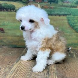 Enya's Tri Colored Puff Girl - Black white and tan female Chinese Crested puppy in Lexington, Michigan from Affinity