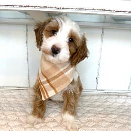 James Potter - Red  male Goldendoodle puppy in Saratoga Springs, Utah from DayDreamDoodles