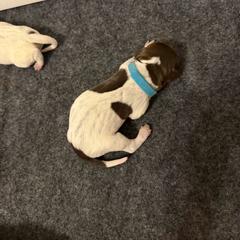 Bear - Liver roan male German Shorthaired Pointer puppy in San Tan Valley, Arizona from Upland Valley Kennels