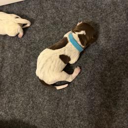 Bear - Liver roan male German Shorthaired Pointer puppy in San Tan Valley, Arizona from Upland Valley Kennels