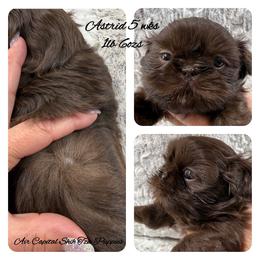 Astrid - Chocolate female Shih Tzu puppy in Maize, Kansas from Air Capital Shih Tzu Puppies