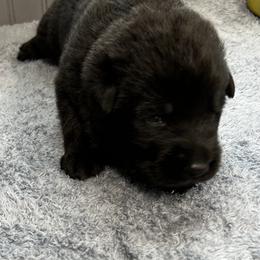 Boy 1-brown - Black male German Shepherd puppy in Sharon Grove, Kentucky from Julie’s Shepherds