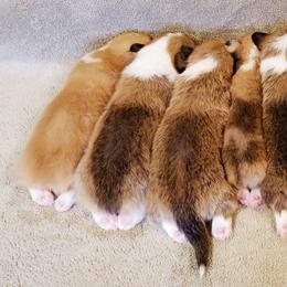 Pembroke Welsh Corgi Puppies from Whimsical Treasure Corgis