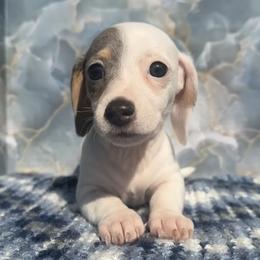 Barcia - Chocolate and tan female Dachshund puppy in Warm Springs, Arkansas from Seven Hills Arkansas