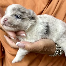 Blue Merle Parti Girl with Blue Eyes - Blue merle female Pomeranian puppy in Madison, Ohio from PawSitive Therapy Pomeranians