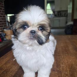 Sweet pea - Brindle female Shih Tzu puppy in Stroudsburg, Pennsylvania from Puppyville Pa Shih Tzu & frenchies