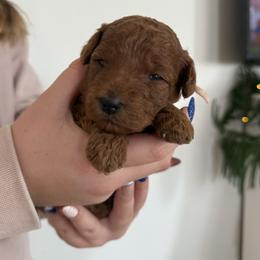 Baby pink - Red  female Goldendoodle puppy in Meridian, Idaho from Goldendoodle of Idaho