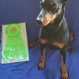 Manchester Terriers from CA Dreaming Canines