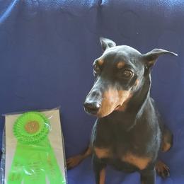 Manchester Terriers from CA Dreaming Canines