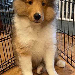 Shetland Sheepdogs from Orion Shelties