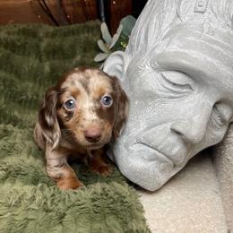 Maple - Dapple female Dachshund puppy in Washburn, Tennessee from Clinch Mountain Dachshunds