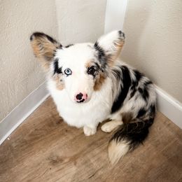 Maisie - American Corgi