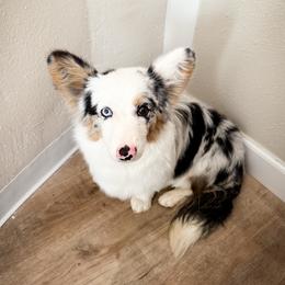 Maisie - American Corgi