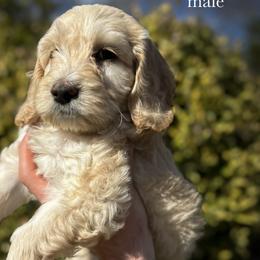 Twiggy - Cream male Cockapoo puppy in Claremont, North Carolina from Magnolia Grove Farms