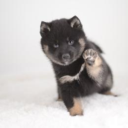 Kaori 💕 Black and Tan Girl - Black and tan female Shiba Inu puppy in Neosho, Missouri from Sunny Terrace Shibas