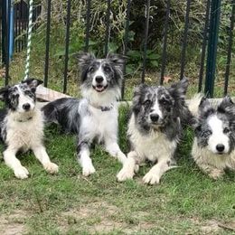 Border Collies from JiJin Kennels