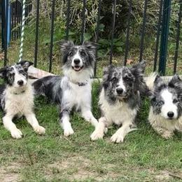 Border Collies from JiJin Kennels