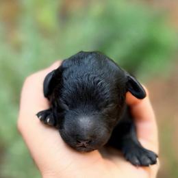 Jetty - Black male Goldendoodle puppy in Pollock Pines, California from Penny Lane’s Doodles