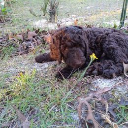 Poodle Puppies from Deborah Busch Poodles
