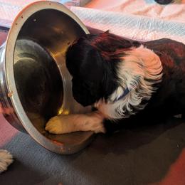Portuguese Water Dog Puppies from Hat Trick Caos PWDs
