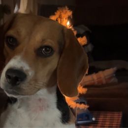 Daisy - Beagle
