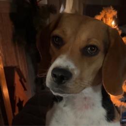 Daisy - Beagle