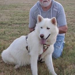 Chyenne - Siberian Husky