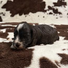 Mable - Liver female Miniature Schnauzer puppy in Brundidge, Alabama from Deez Pups Magnificent Schnauzers