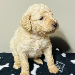 Pixy - Apricot female Goldendoodle puppy in Baldwin, Georgia from Simmons F1b Goldendoodles