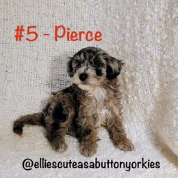 Pierce - Merle male Bernedoodle puppy in New Holland, Pennsylvania from Ellie's Cute as a Button Yorkies
