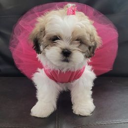 Shih Tzus from Leia Queen Kennel
