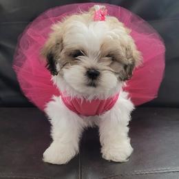 Shih Tzus from Leia Queen Kennel